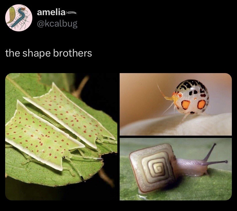 amelia @kcalbug the shape brothers