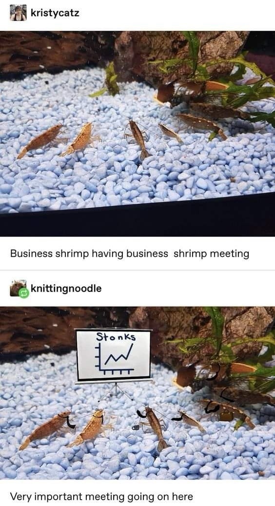 Business shrimp having business shrimp meeting. Stonks. Very important meeting going on here.