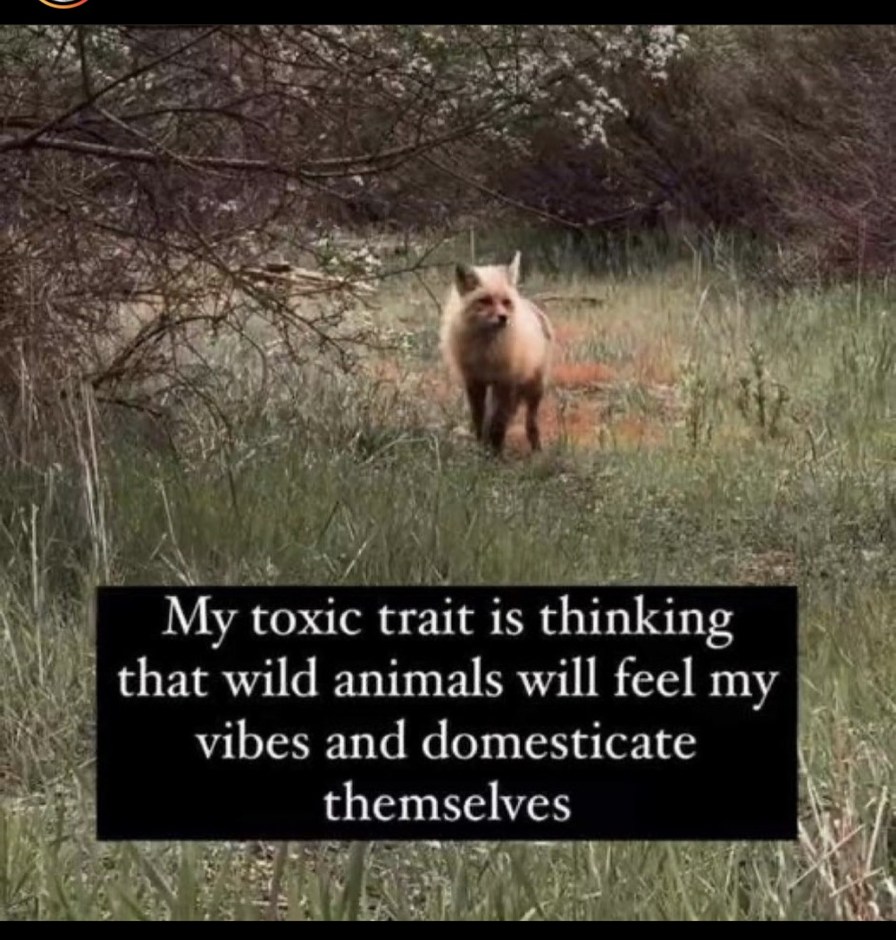 My toxic trait is thinking that wild animals will feel my vibes and domesticate themselves
