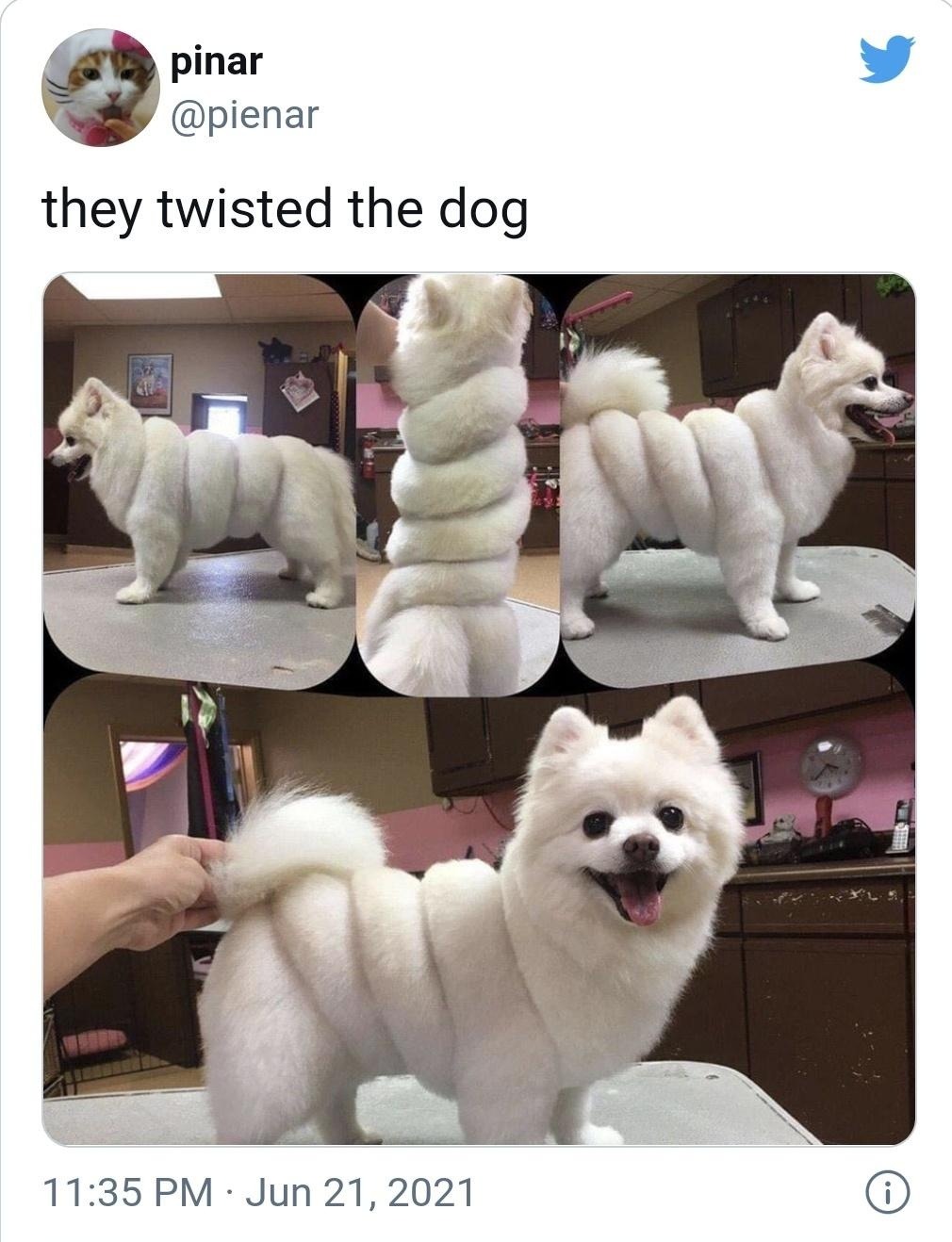 pinar @pienar they twisted the dog 11:35 PM · Jun 21, 2021