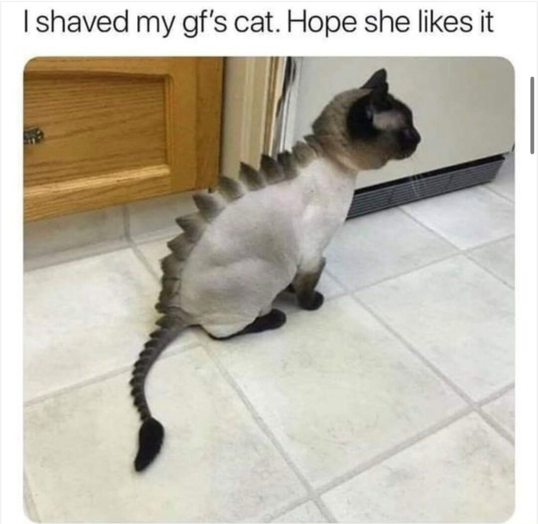 I shaved my gf's cat. Hope she likes it