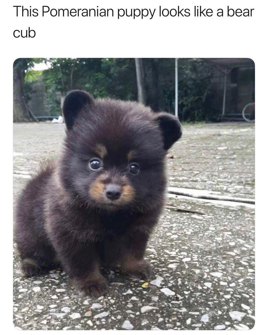 This Pomeranian puppy looks like a bear cub