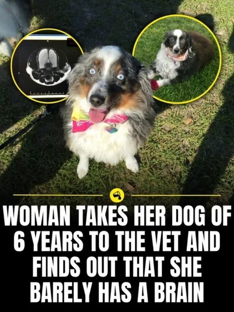 WOMAN TAKES HER DOG OF 6 YEARS TO THE VET AND FINDS OUT THAT SHE BARELY HAS A BRAIN