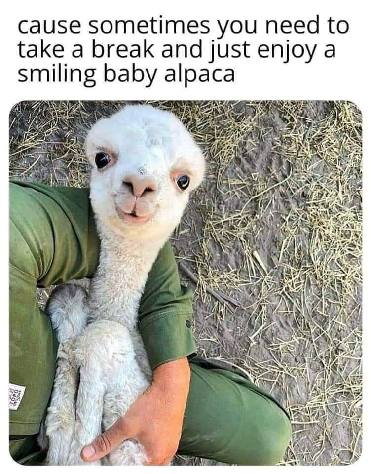 cause sometimes you need to take a break and just enjoy a smiling baby alpaca