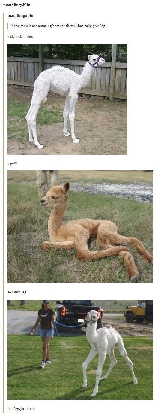 baby camels are amazing because they're basically 90% leg. look. look at this. legy!!! so much leg. just leggin about.