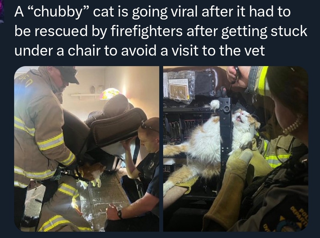 A “chubby” cat is going viral after it had to be rescued by firefighters after getting stuck under a chair to avoid a visit to the vet
