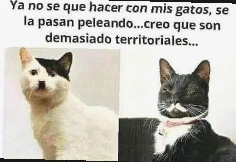 Ya no se que hacer con mis gatos, se la pasan peleando...creo que son demasiado territoriales...