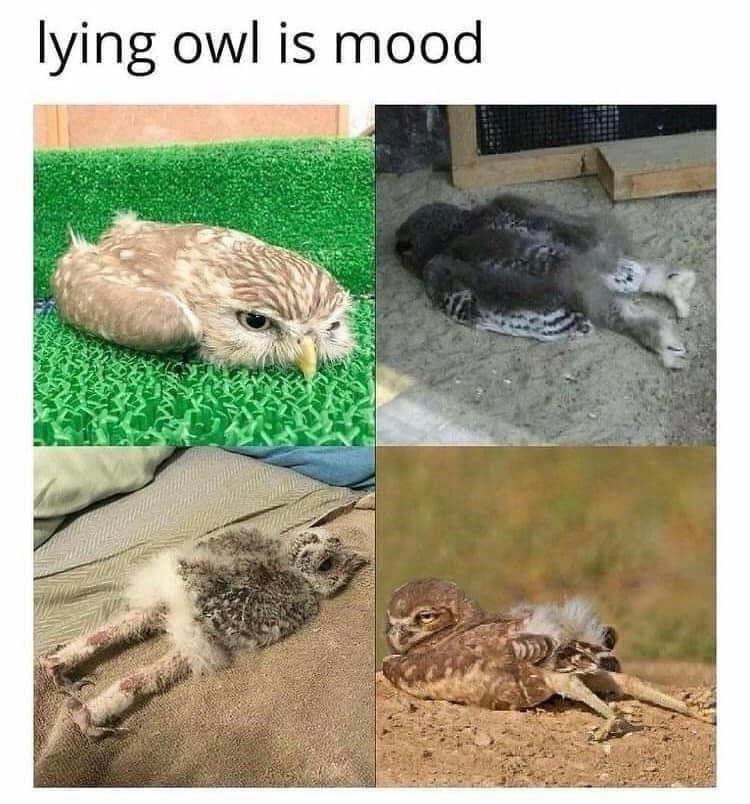 lying owl is mood