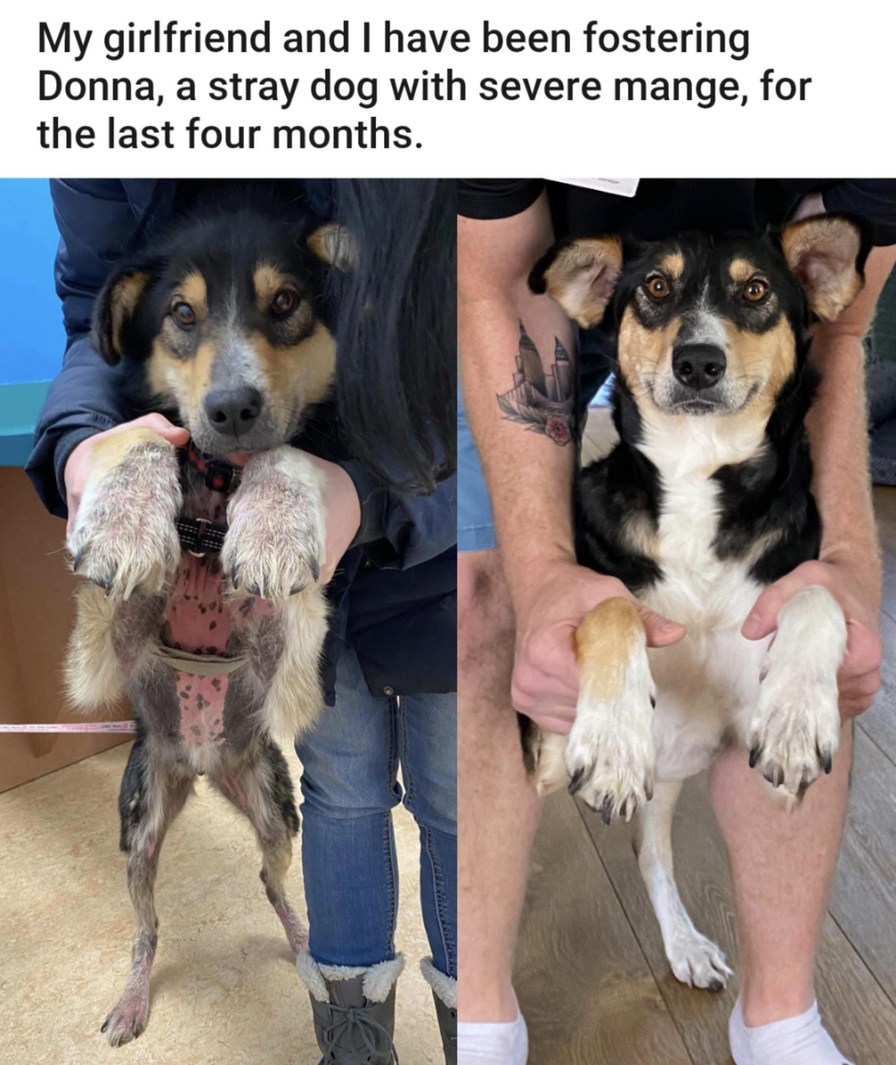 My girlfriend and I have been fostering Donna, a stray dog with severe mange, for the last four months.