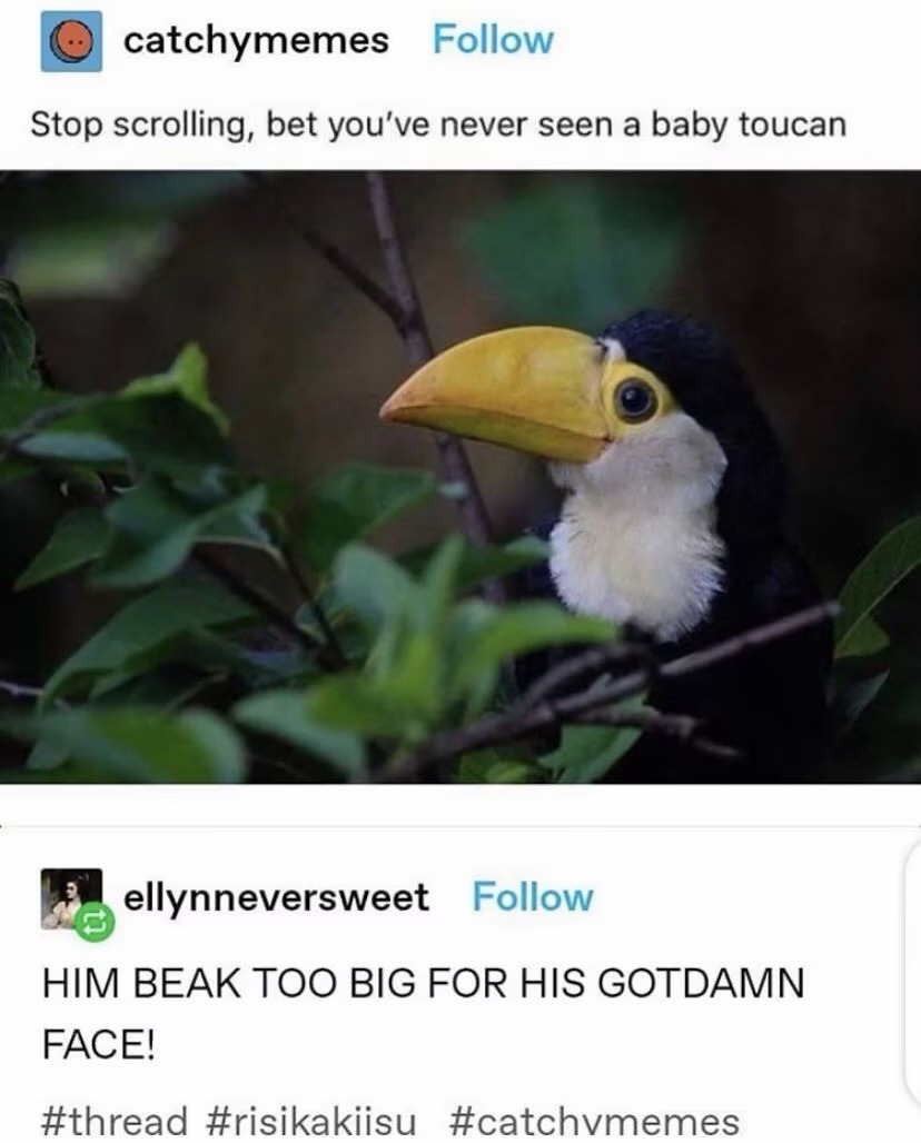 catchymemes Follow Stop scrolling, bet you've never seen a baby toucan ellynneversweet Follow HIM BEAK TOO BIG FOR HIS GOTDAMN FACE! #thread #risikakiisu #catchymemes