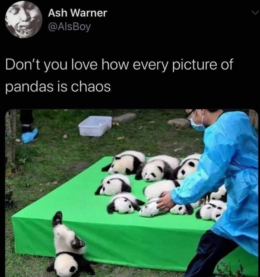 Ash Warner @AlsBoy Don't you love how every picture of pandas is chaos