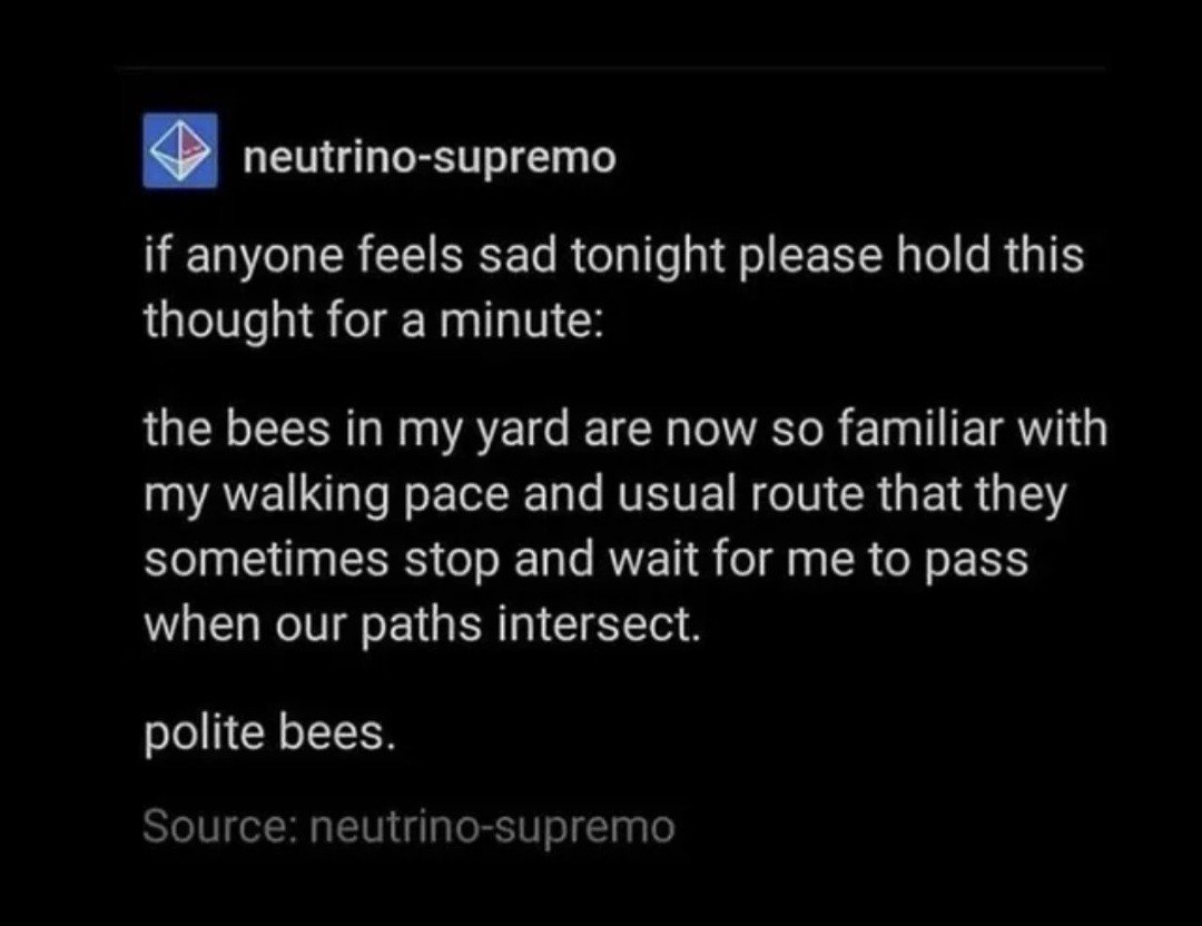 neutrino-supremo if anyone feels sad tonight please hold this thought for a minute: the bees in my yard are now so familiar with my walking pace and usual route that they sometimes stop and wait for me to pass when our paths intersect. polite bees. Source: neutrino-supremo