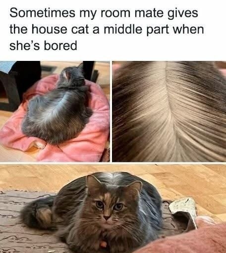 Sometimes my room mate gives the house cat a middle part when she's bored