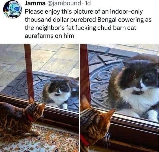 Jamma @jambound 1d Please enjoy this picture of an indoor-only thousand dollar purebred Bengal cowering as the neighbor's fat fucking chud barn cat aurafarms on him