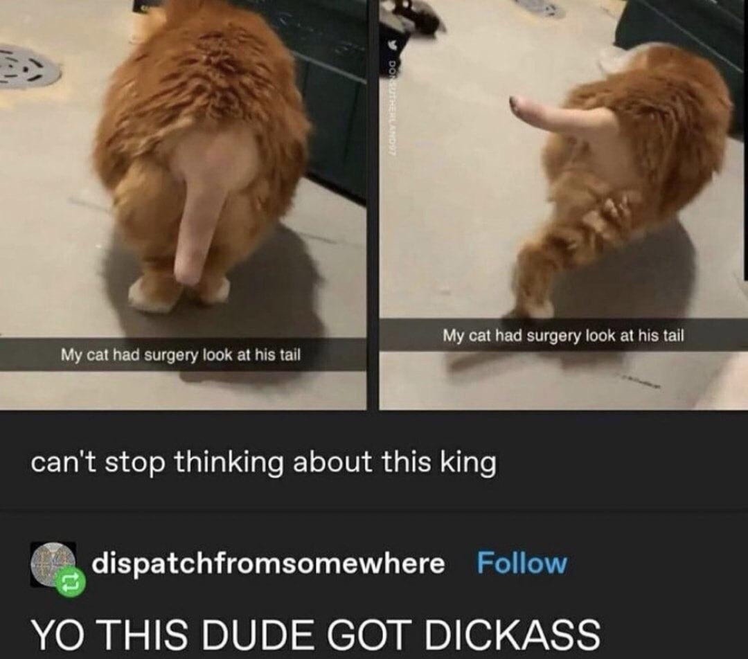 My cat had surgery look at his tail. can't stop thinking about this king. YO THIS DUDE GOT DICKASS