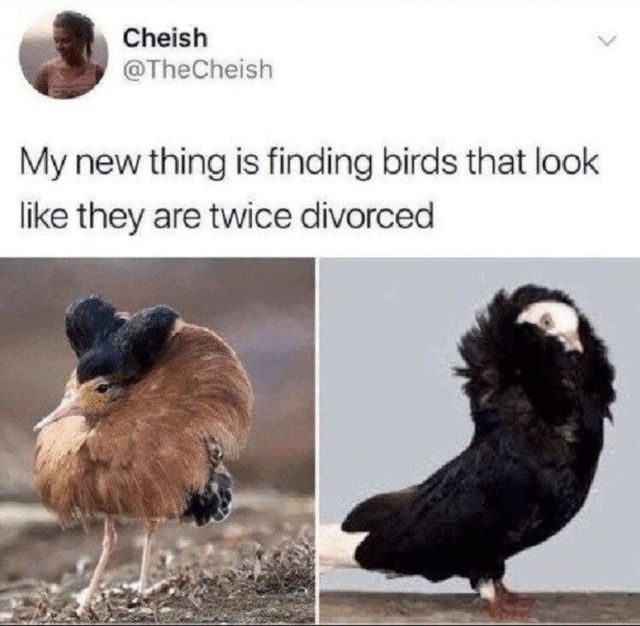 Cheish @TheCheish My new thing is finding birds that look like they are twice divorced