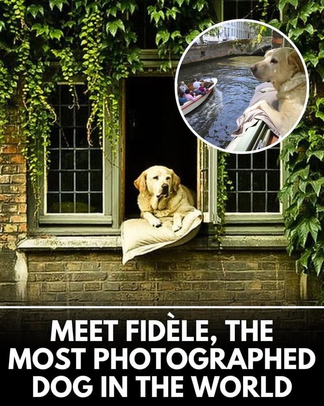 MEET FIDÈLE, THE MOST PHOTOGRAPHED DOG IN THE WORLD