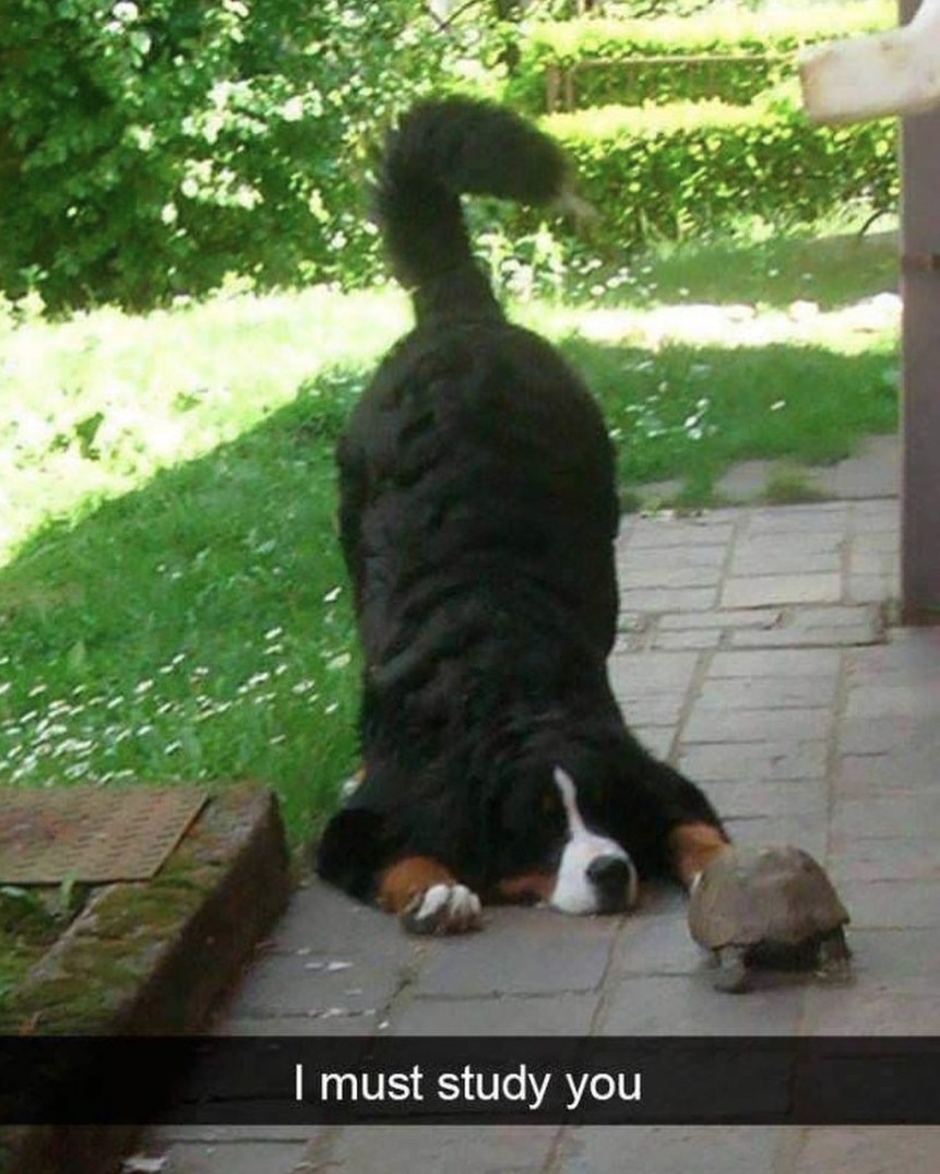 I must study you. A Bernese Mountain Dog is in a peculiar pose, with its head on the ground, intently observing a small turtle.