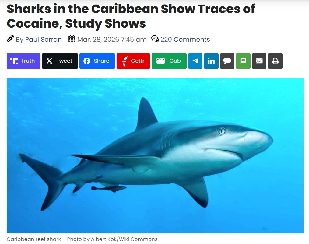 Sharks in the Caribbean Show Traces of Cocaine, Study Shows. By Paul Serran. Mar. 28, 2026 7:45 am. 220 Comments. Caribbean reef shark - Photo by Albert Kok/Wiki Commons.