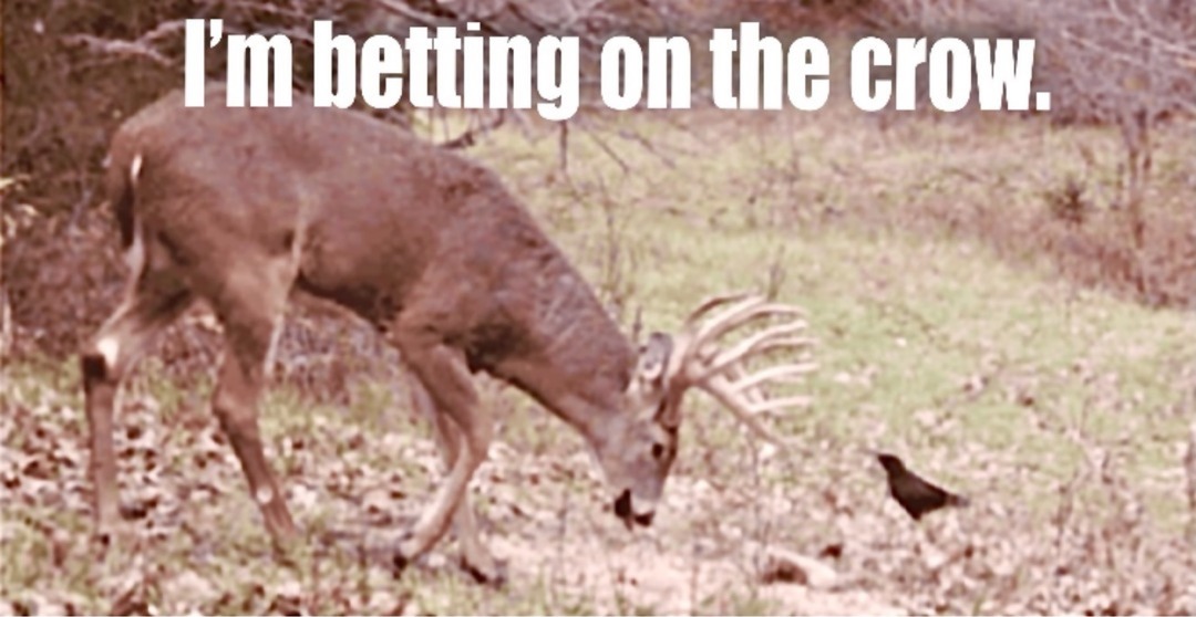 I'm betting on the crow.