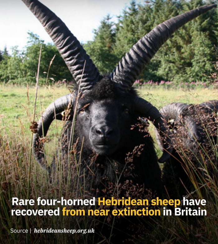 Rare four-horned Hebridean sheep have recovered from near extinction in Britain. Source: hebrideansheep.org.uk
