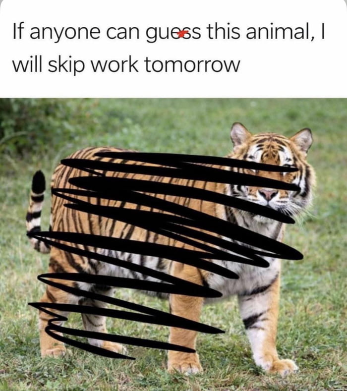 If anyone can guess this animal, I will skip work tomorrow