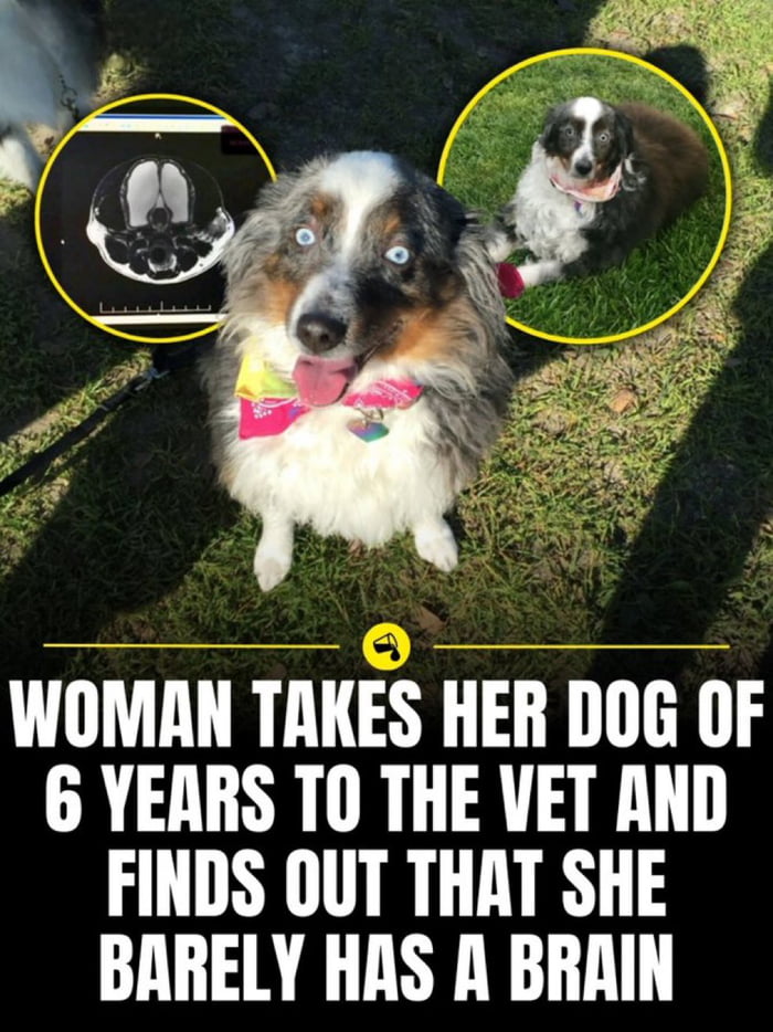 WOMAN TAKES HER DOG OF 6 YEARS TO THE VET AND FINDS OUT THAT SHE BARELY HAS A BRAIN