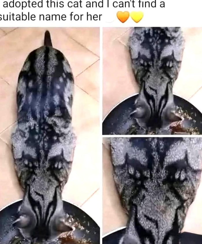 I adopted this cat and I can't find a suitable name for her