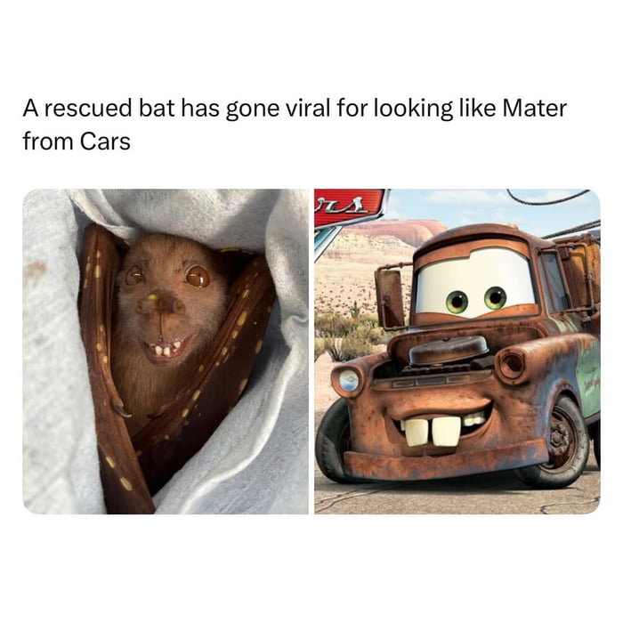 A rescued bat has gone viral for looking like Mater from Cars