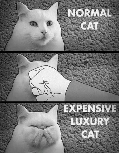 NORMAL CAT. EXPENSIVE LUXURY CAT.