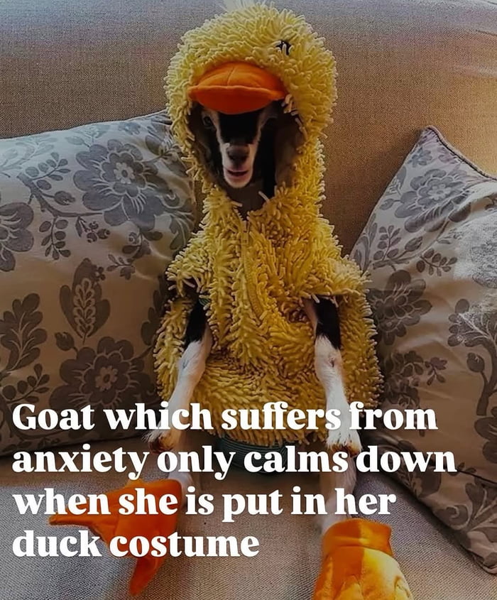Goat which suffers from anxiety only calms down when she is put in her duck costume