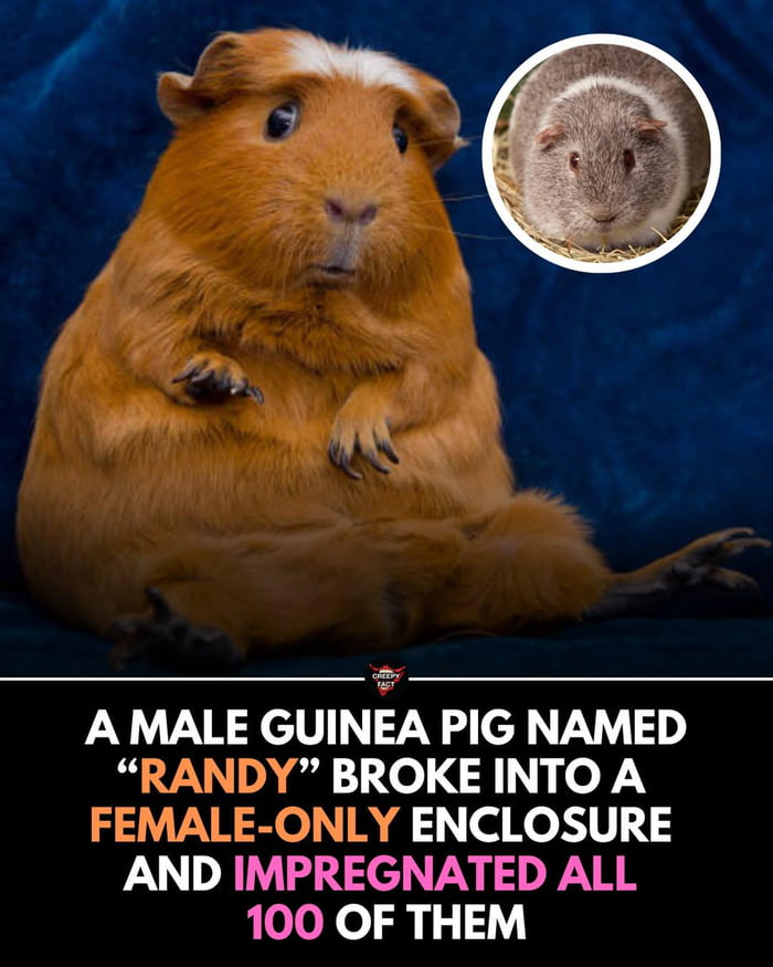 A MALE GUINEA PIG NAMED 