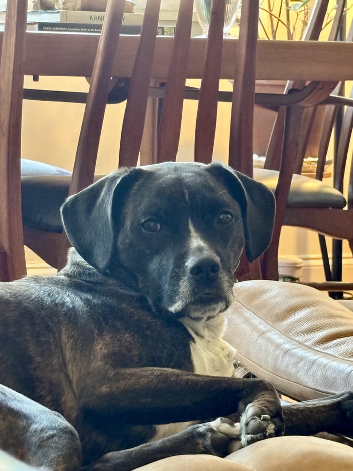 A dark brindle dog with white markings on its chest and snout is lying down, looking directly at the camera. Wooden chairs are visible in the background, and a book with 'KANI' on its spine.