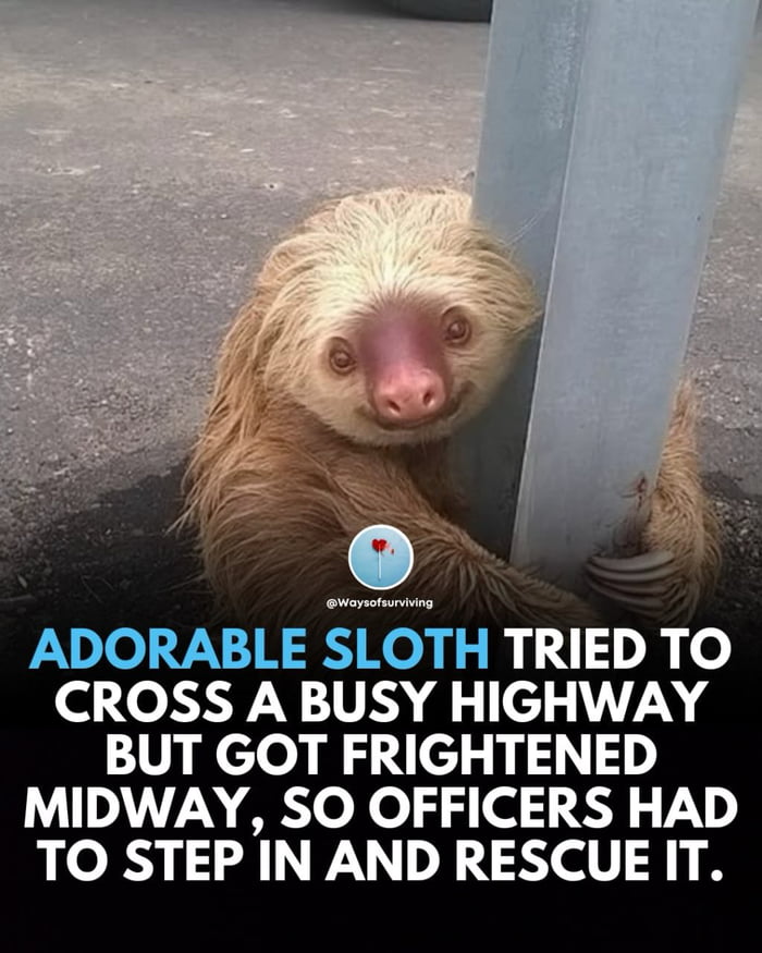 ADORABLE SLOTH TRIED TO CROSS A BUSY HIGHWAY BUT GOT FRIGHTENED MIDWAY, SO OFFICERS HAD TO STEP IN AND RESCUE IT.