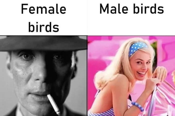 Female birds. Male birds. The image shows a split screen. On the left, Cillian Murphy as J. Robert Oppenheimer in a black-and-white, serious shot, smoking. On the right, Margot Robbie as Barbie in a bright, colorful shot, smiling and wearing a swimsuit top.