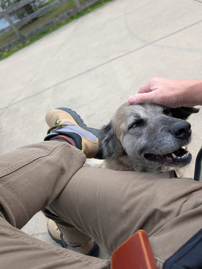 A hand petting a dog's head.