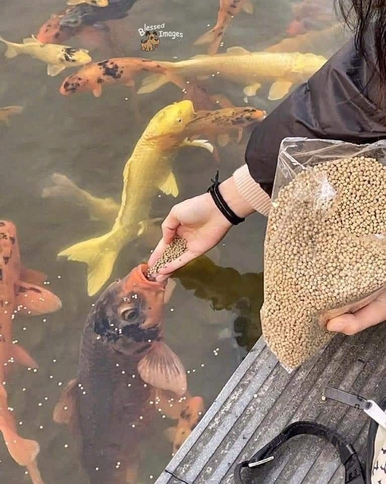 Blessed Images. A person is hand-feeding koi fish in a pond from a bag of fish food.