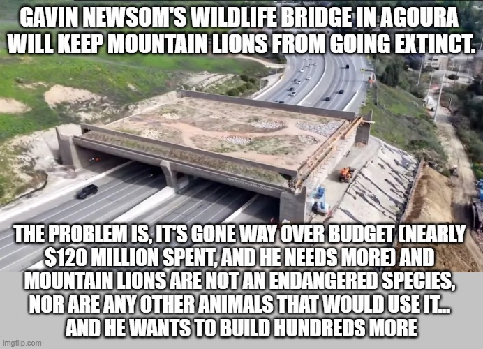 Gavin Newsom's wildlife bridge in Agoura will keep mountain lions from going extinct. The problem is, it's gone way over budget (nearly $120 million spent, and he needs more) and mountain lions are not an endangered species, nor are any other animals that would use it... And he wants to build hundreds more.