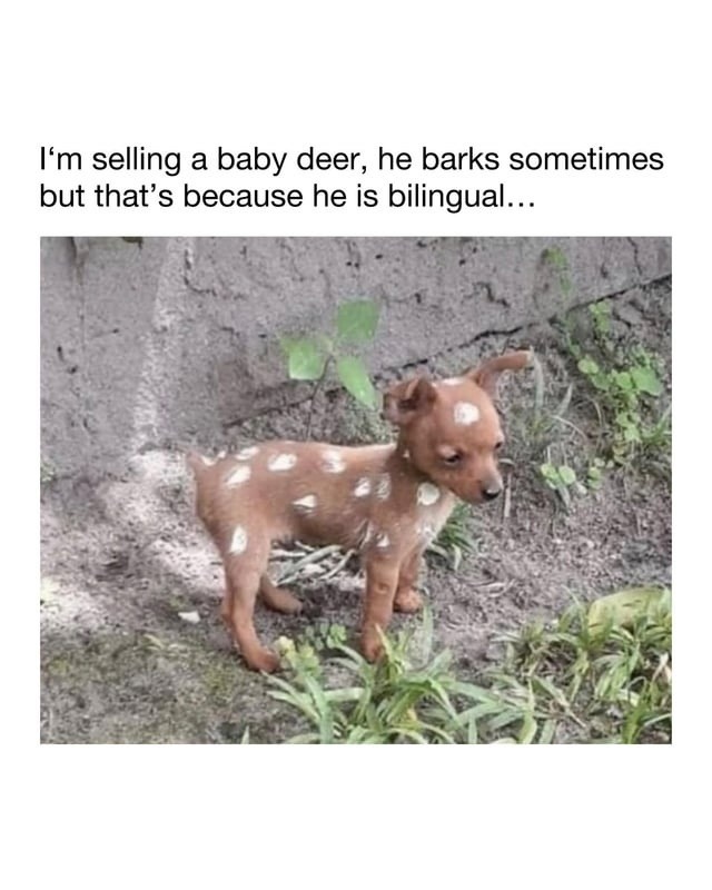 I'm selling a baby deer, he barks sometimes but that's because he is bilingual...