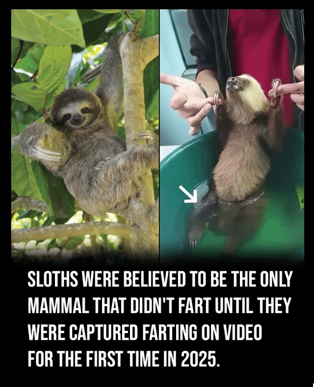 SLOTHS WERE BELIEVED TO BE THE ONLY MAMMAL THAT DIDN'T FART UNTIL THEY WERE CAPTURED FARTING ON VIDEO FOR THE FIRST TIME IN 2025.