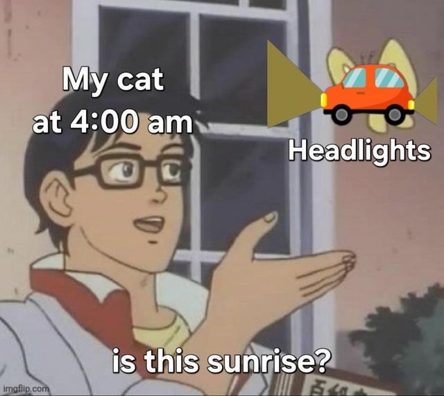 My cat at 4:00 am Headlights is this sunrise?