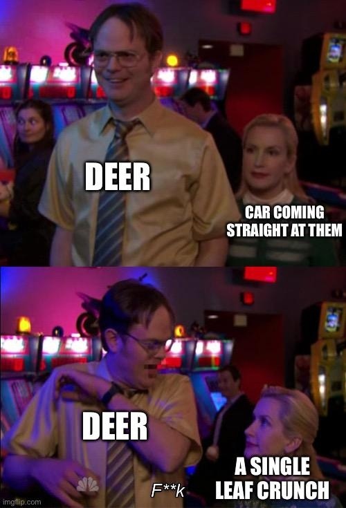 DEER CAR COMING STRAIGHT AT THEM DEER F**k A SINGLE LEAF CRUNCH