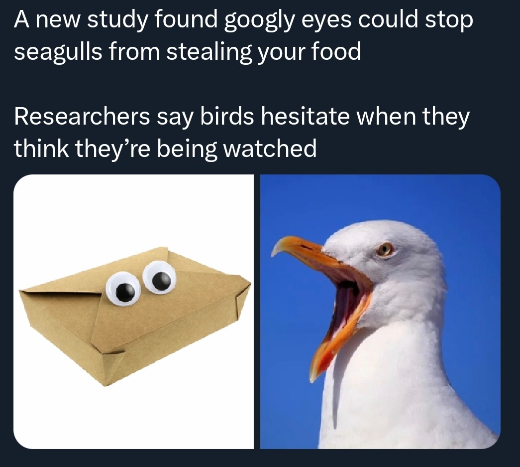 A new study found googly eyes could stop seagulls from stealing your food. Researchers say birds hesitate when they think they're being watched.