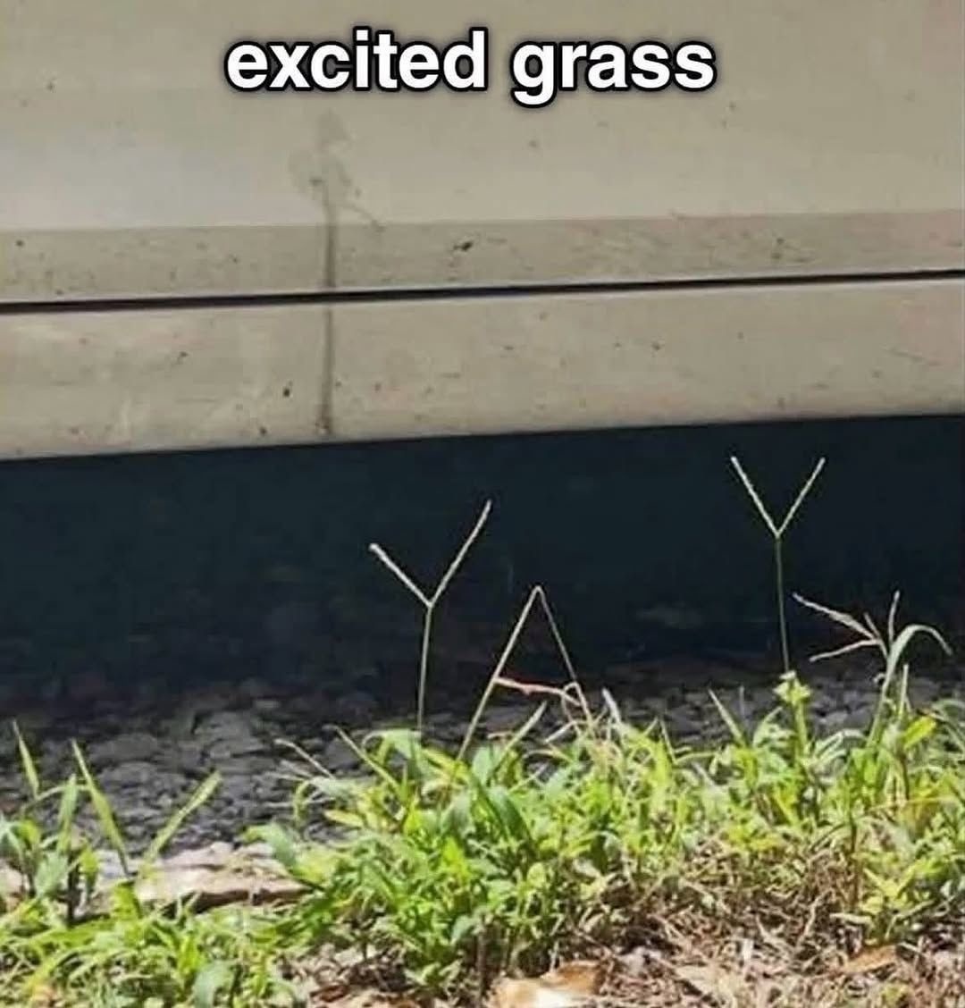 excited grass. The grass blades form the word 'YAY'.