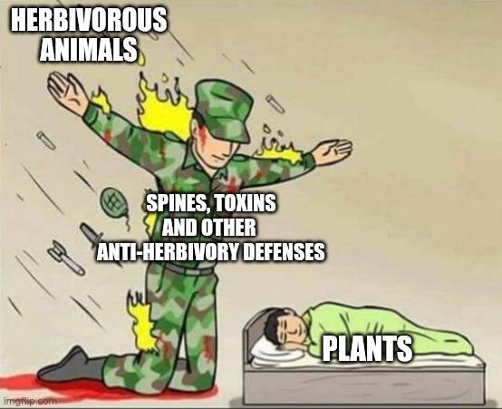 HERBIVOROUS ANIMALS SPINES, TOXINS AND OTHER ANTI-HERBIVORY DEFENSES PLANTS