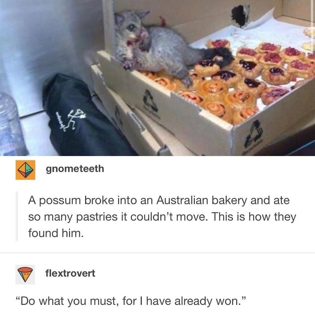 gnometeeth A possum broke into an Australian bakery and ate so many pastries it couldn't move. This is how they found him. flextrovert “Do what you must, for I have already won.”