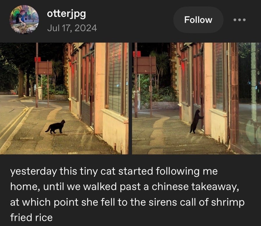 yesterday this tiny cat started following me home, until we walked past a chinese takeaway, at which point she fell to the sirens call of shrimp fried rice