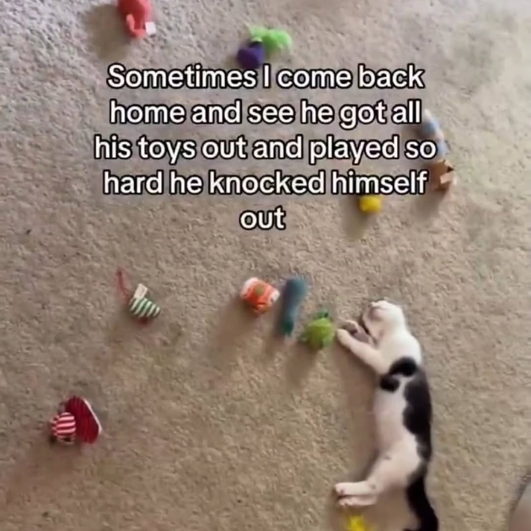 Sometimes I come back home and see he got all his toys out and played so hard he knocked himself out
