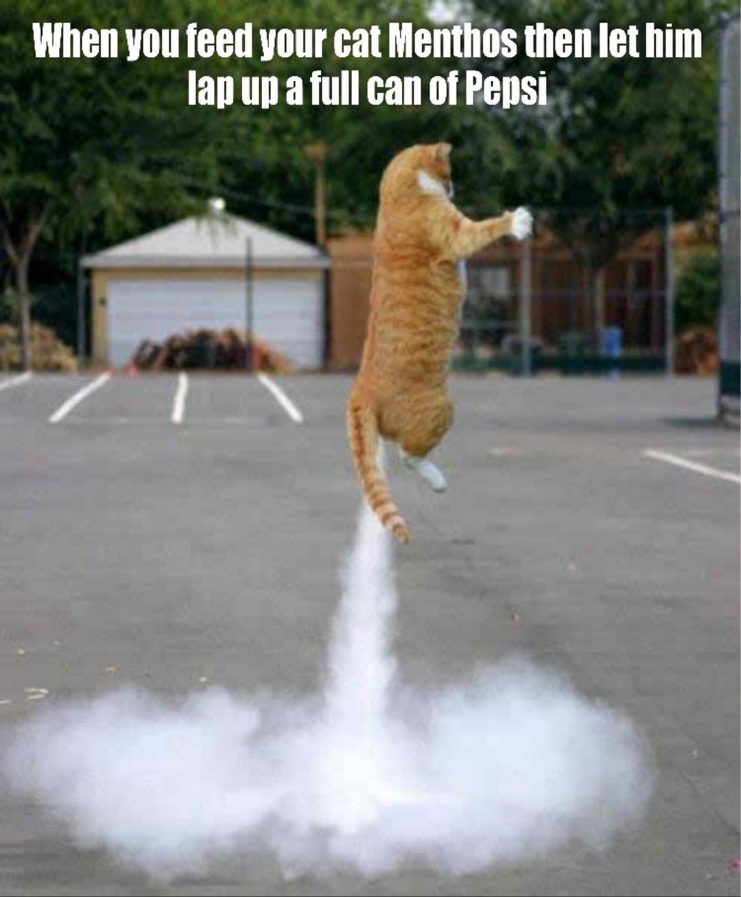 When you feed your cat Menthos then let him lap up a full can of Pepsi