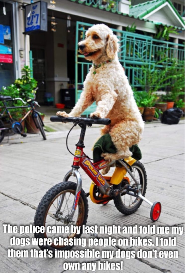 The police came by last night and told me my dogs were chasing people on bikes. I told them that's impossible my dogs don't even own any bikes!